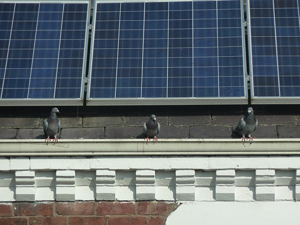 Three pigeons on a roof by Dunnock_D